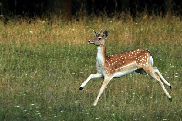 Fallow Deer