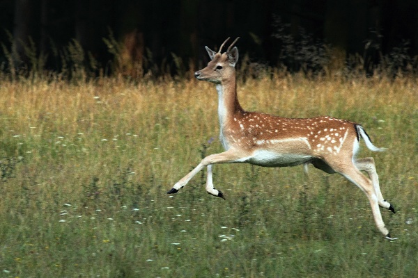 Fallow Deer