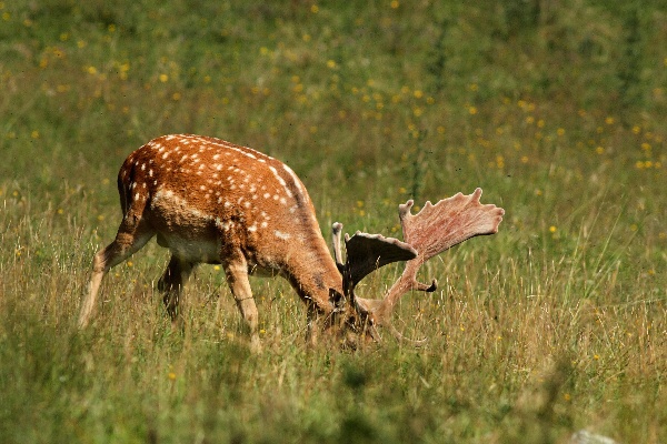 Fallow Deer