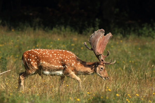 Fallow Deer