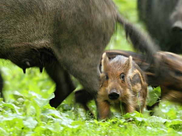 Wild boar