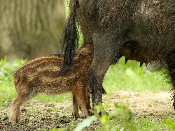 Wild boar