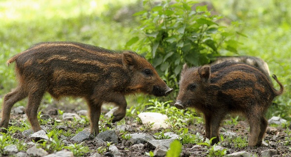 Wild boar