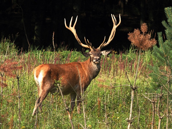 Red Deer 