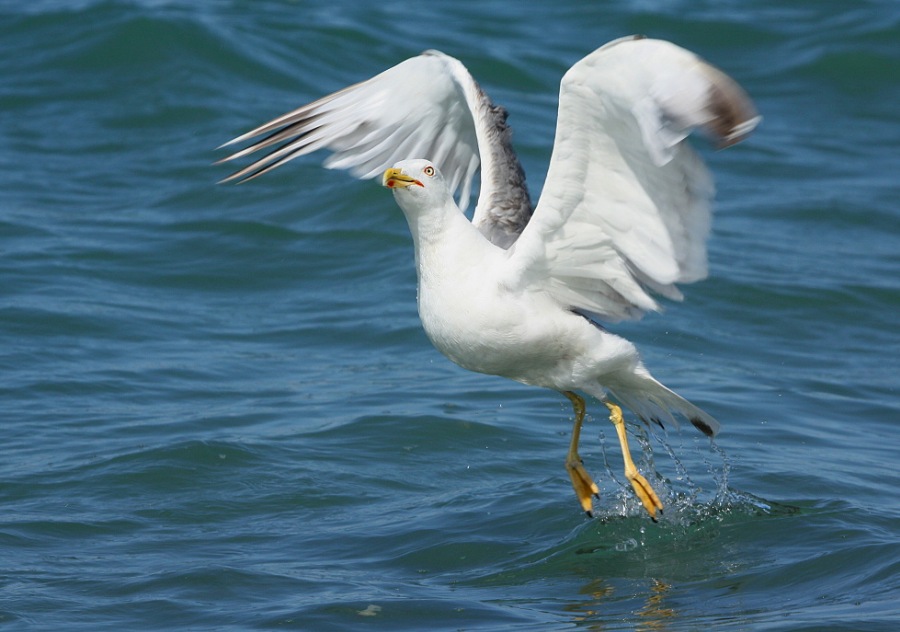 Whitehead seagull
