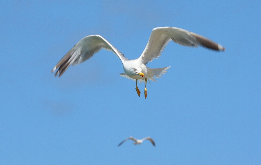 Whitehead seagull