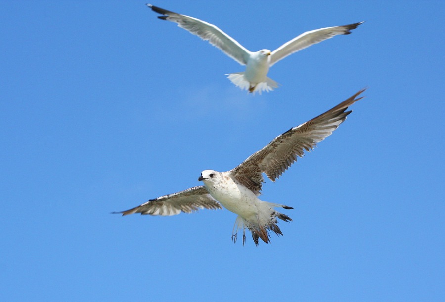 Whitehead seagull