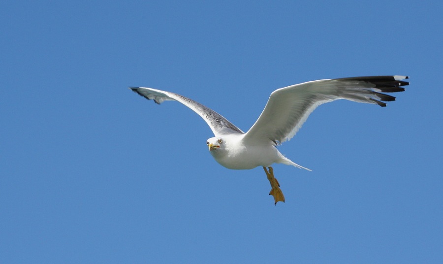 Whitehead seagull