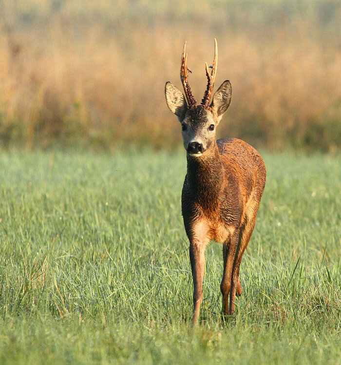 Roebuck,Roe deer