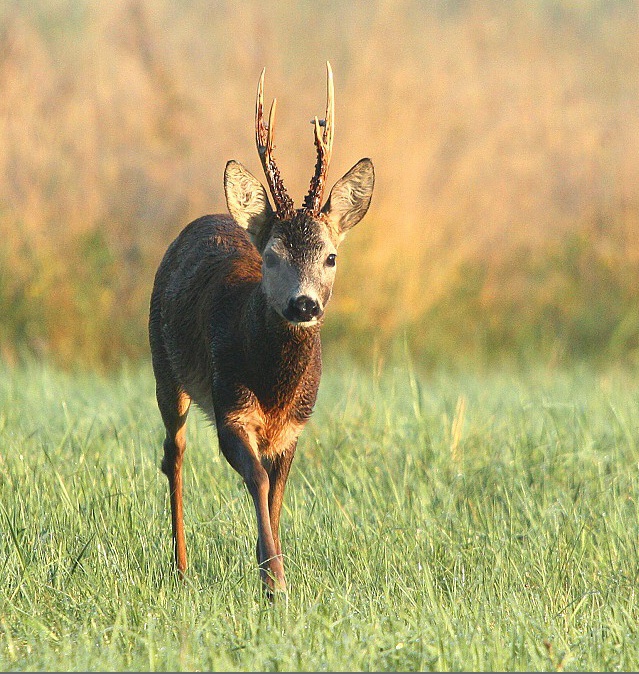 Roebuck,Roe deer
