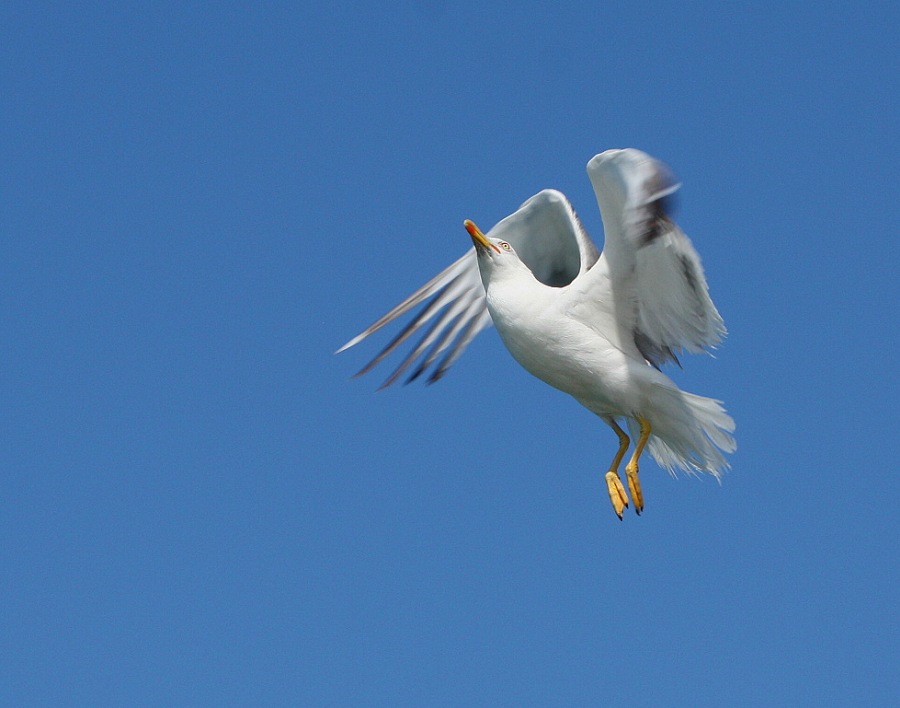 Whitehead seagull