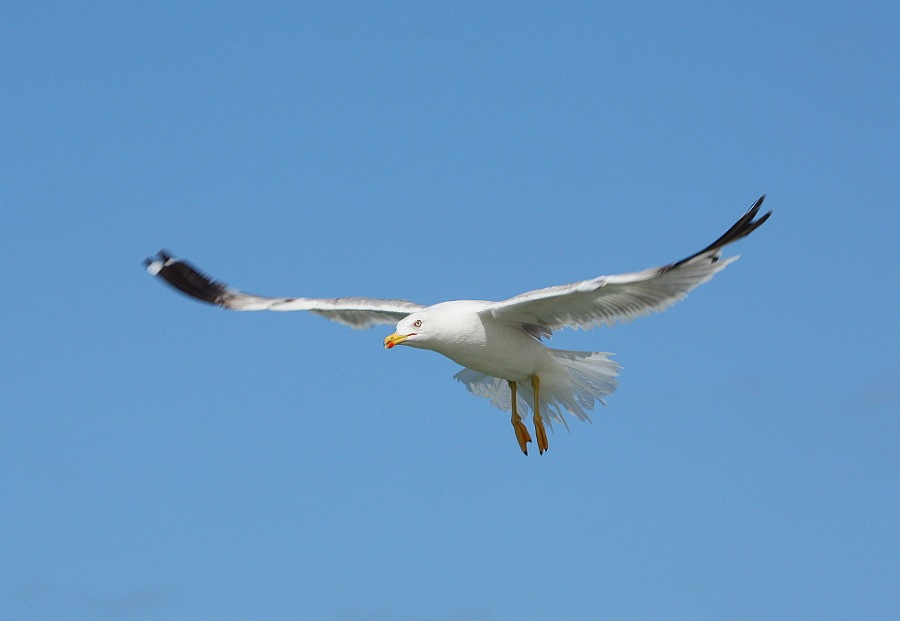 Whitehead seagull