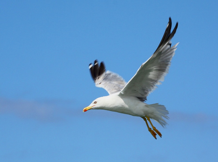 Whitehead seagull