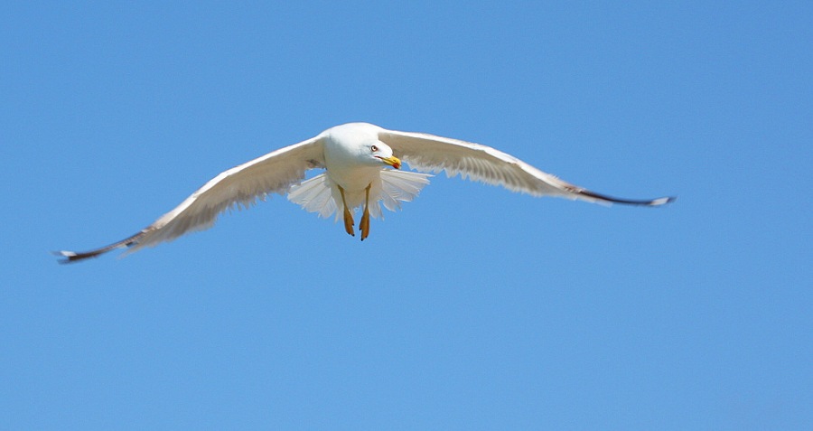 Whitehead seagull