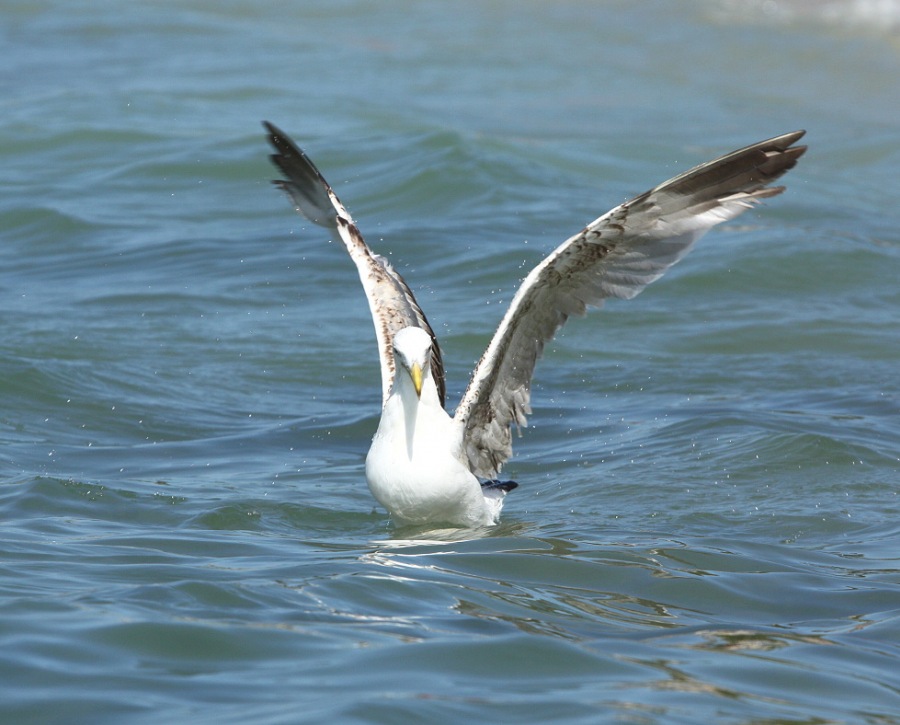 Whitehead seagull