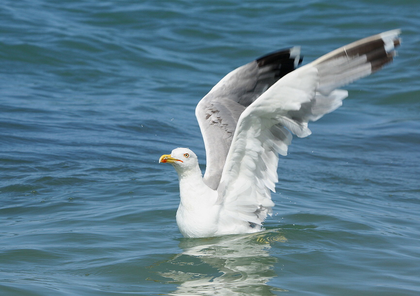 Whitehead seagull