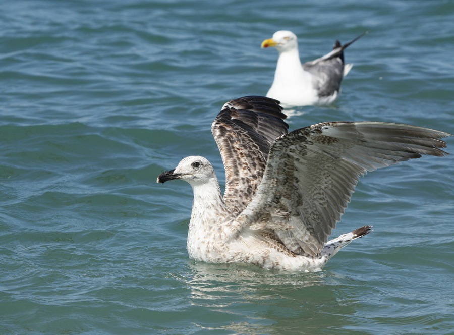 Whitehead seagull