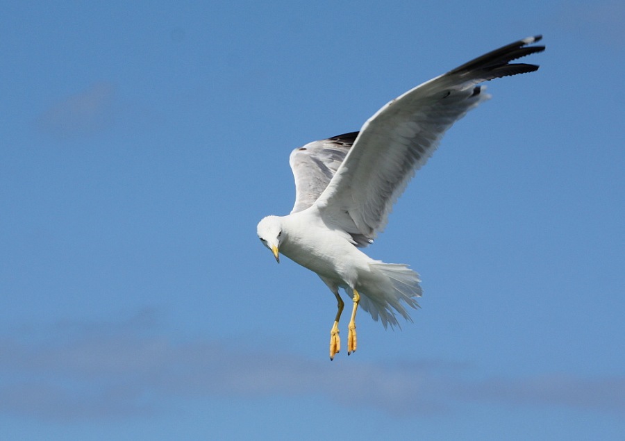Whitehead seagull