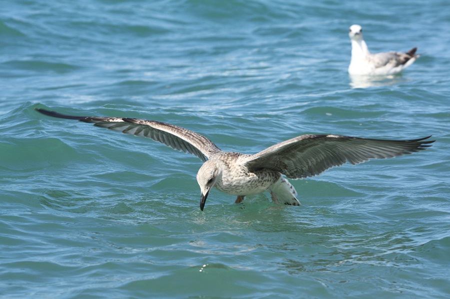 Whitehead seagull