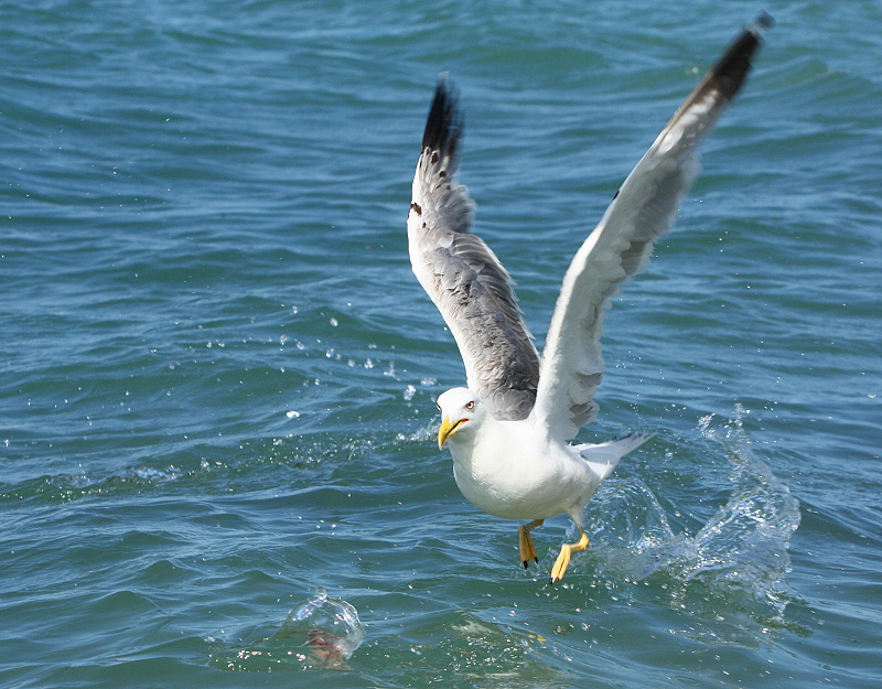 Whitehead seagull