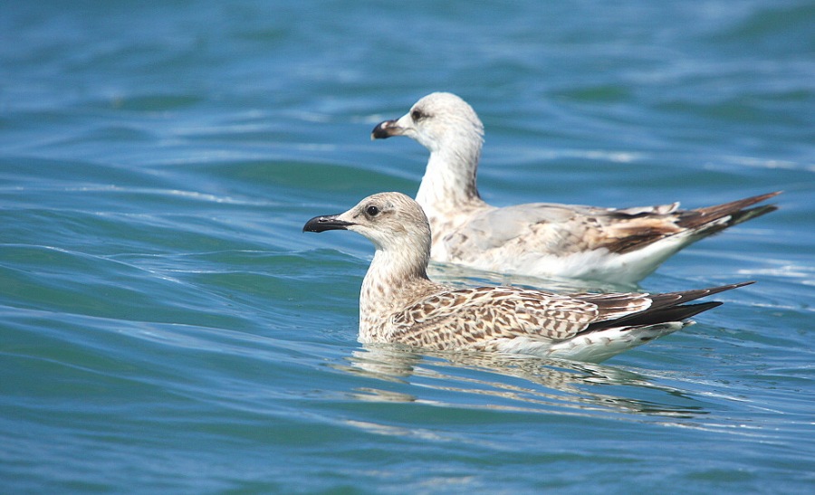 Whitehead seagull