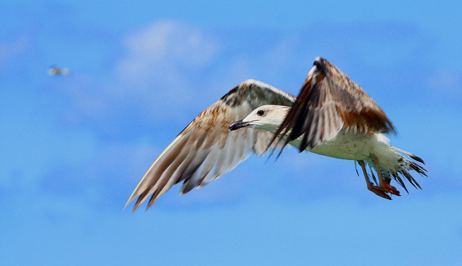 Whitehead seagull