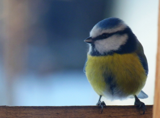 BLAUMEISE