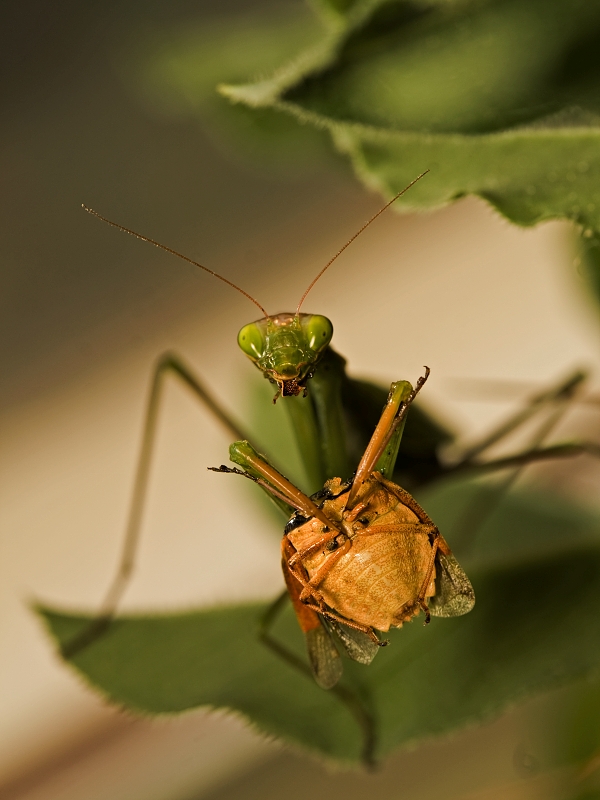 Praying Mantis