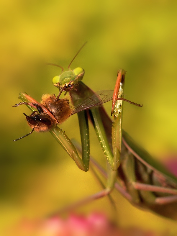 Mantis religiosa