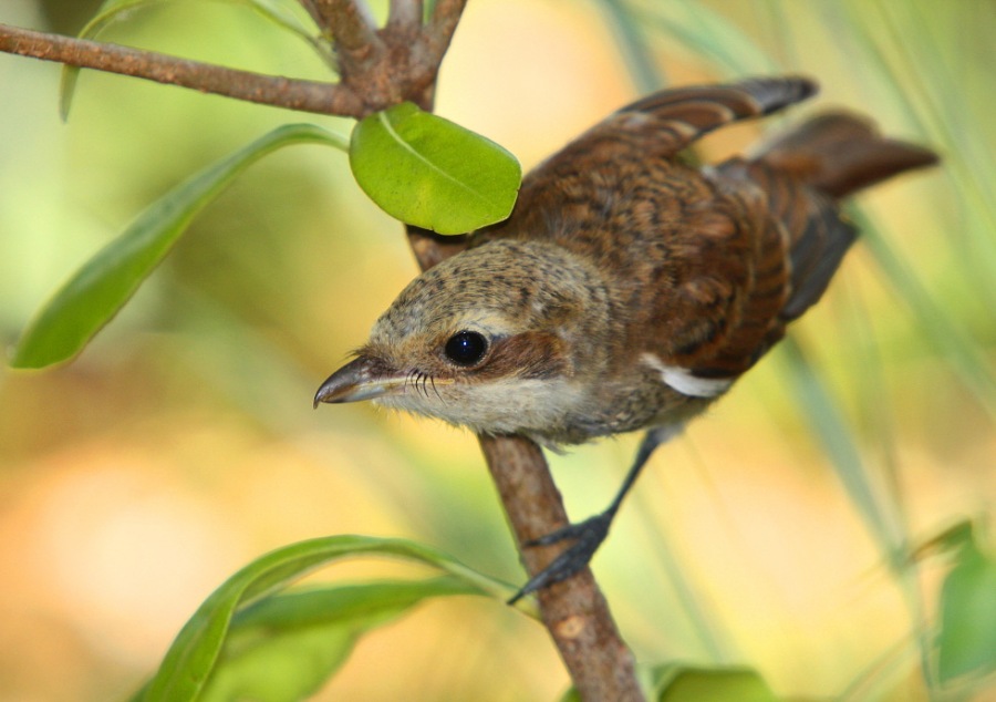 Young shrike ,fiscal, butcher-bird