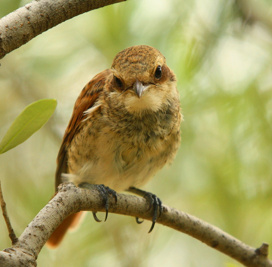 Young shrike ,fiscal, butcher-bird