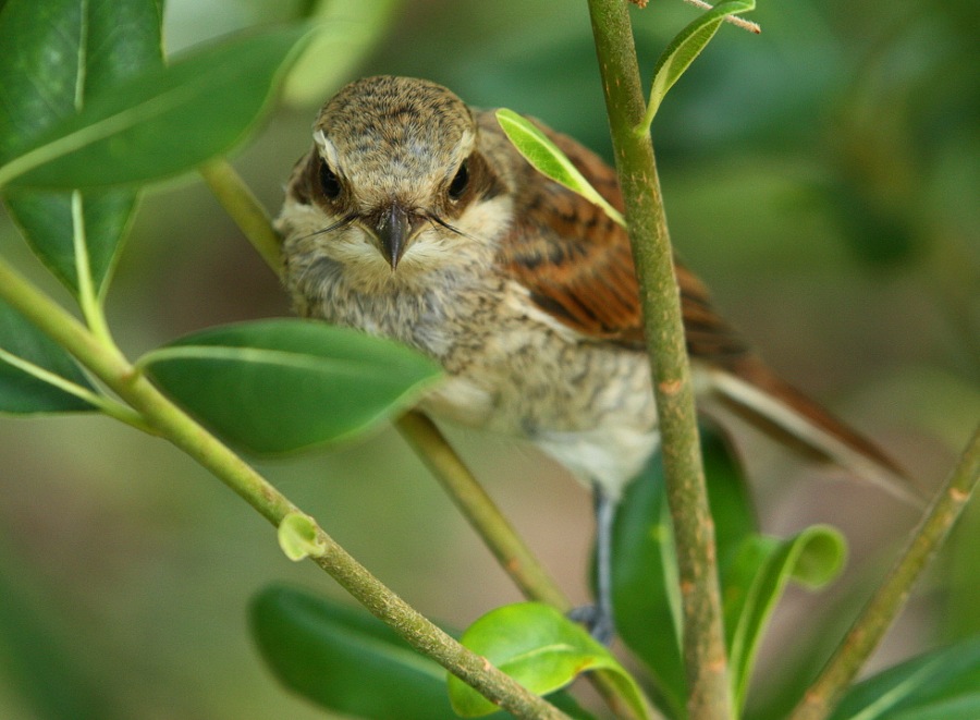 Young shrike ,fiscal, butcher-bird