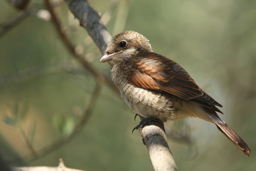 Young shrike ,fiscal, butcher-bird