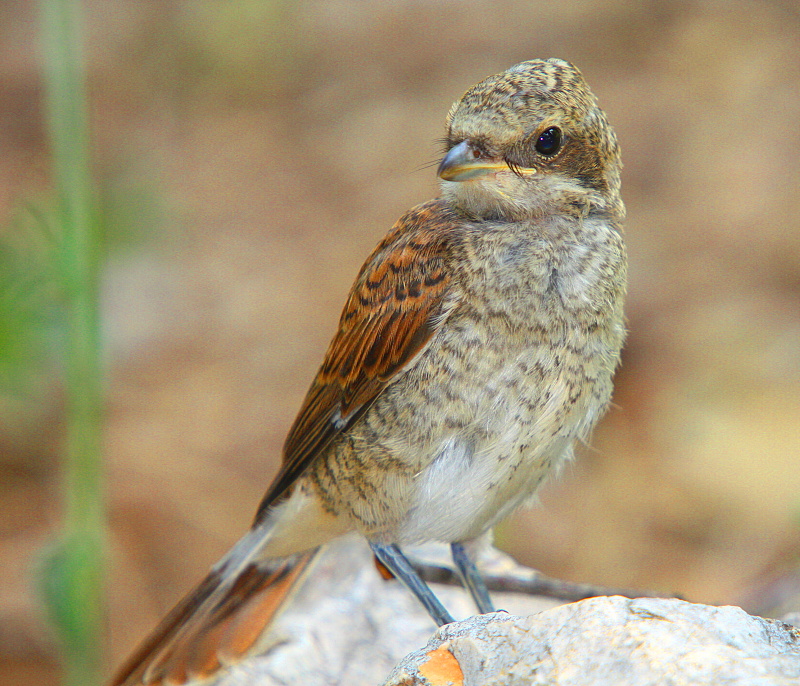 Young shrike ,fiscal, butcher-bird
