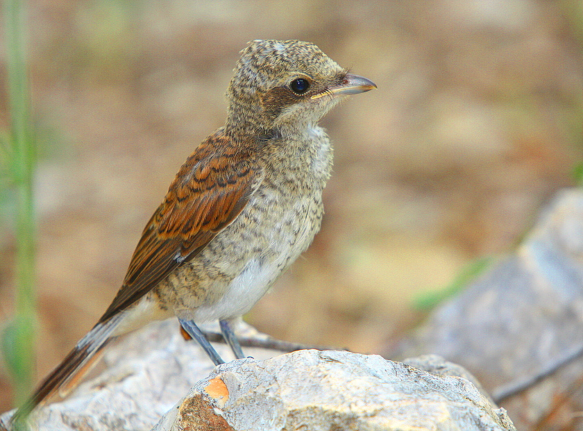 Young shrike ,fiscal, butcher-bird