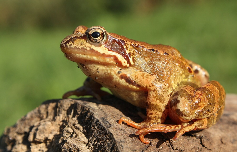 common/grass frog 