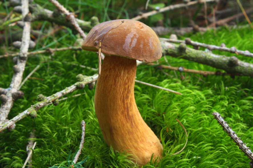 Brown bolete  