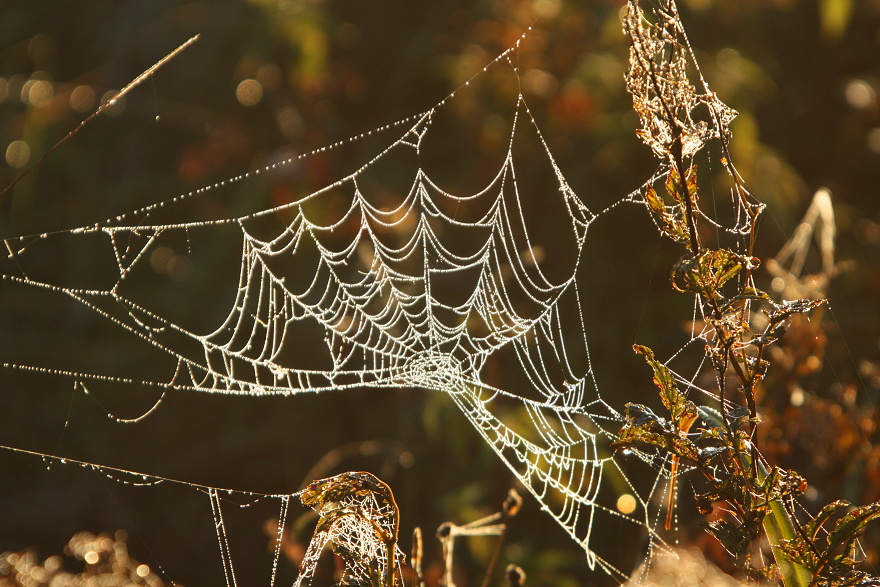 Magic spider web