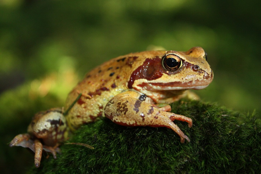 common/grass frog 