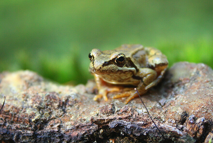 common/grass frog 