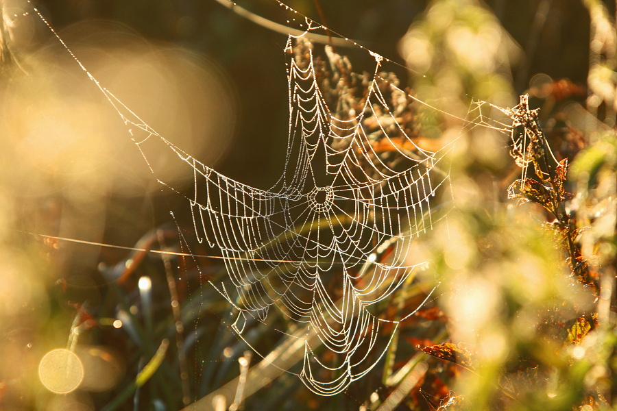 Magic spider web