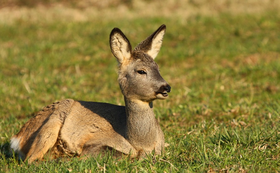 Roebuck,Roe deer