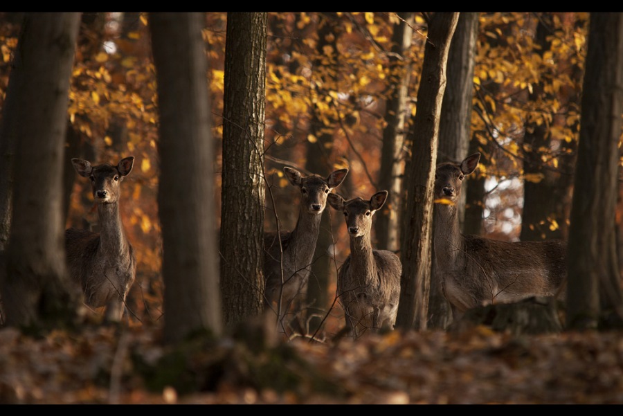 Fallow-deer