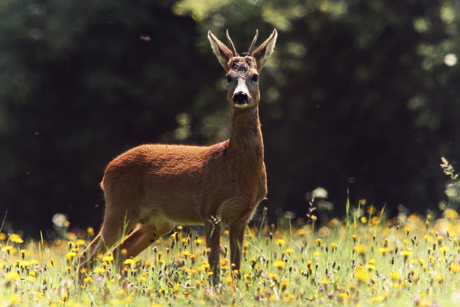 Deer