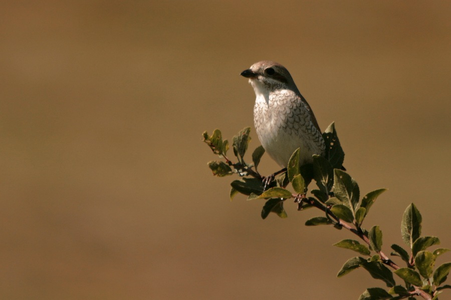 shrike