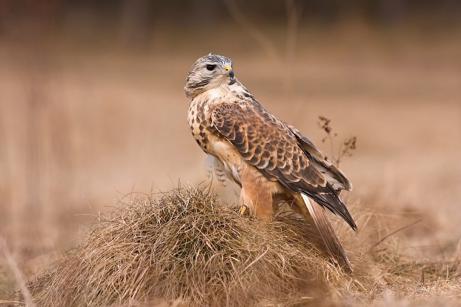 Common buzzard