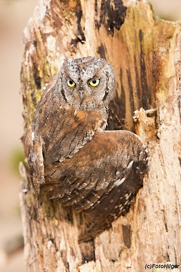 Scops owl