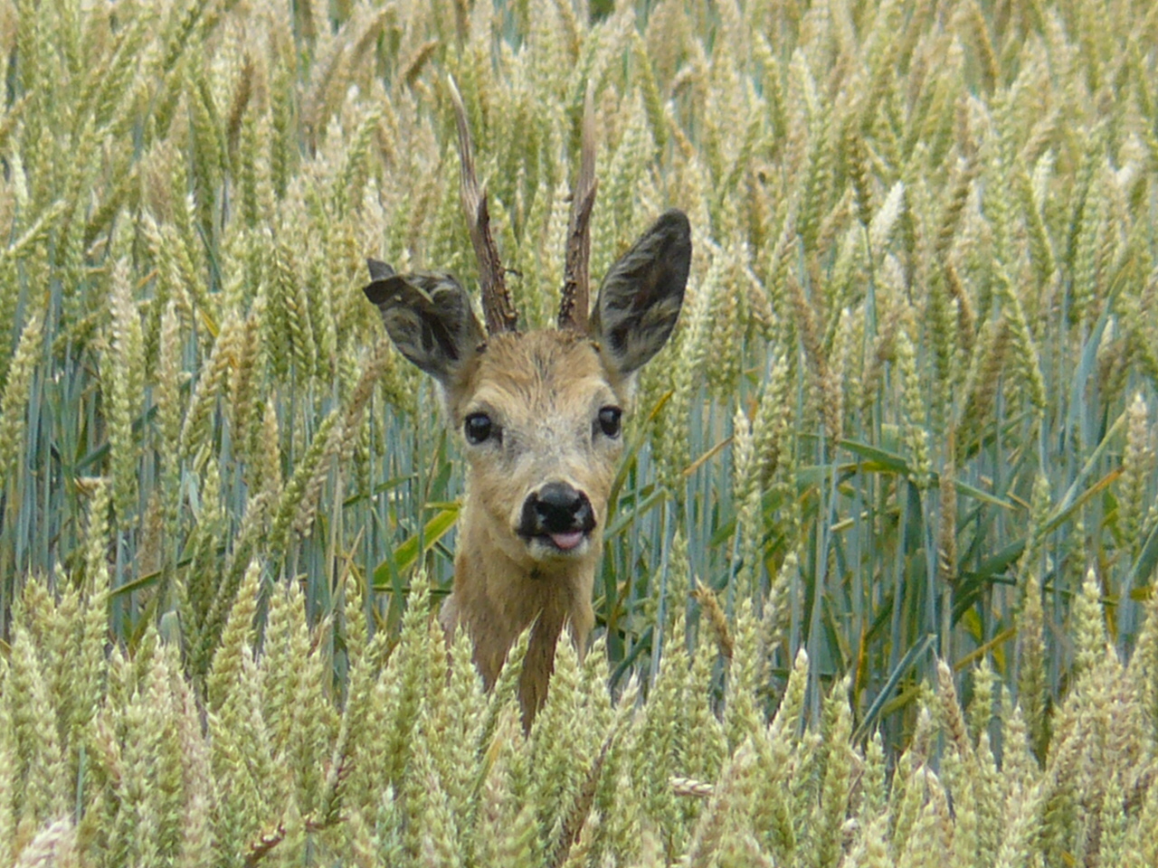 roe deer