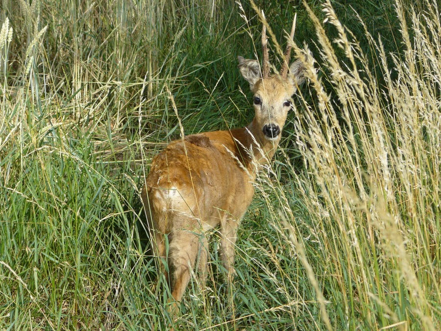 roe deer