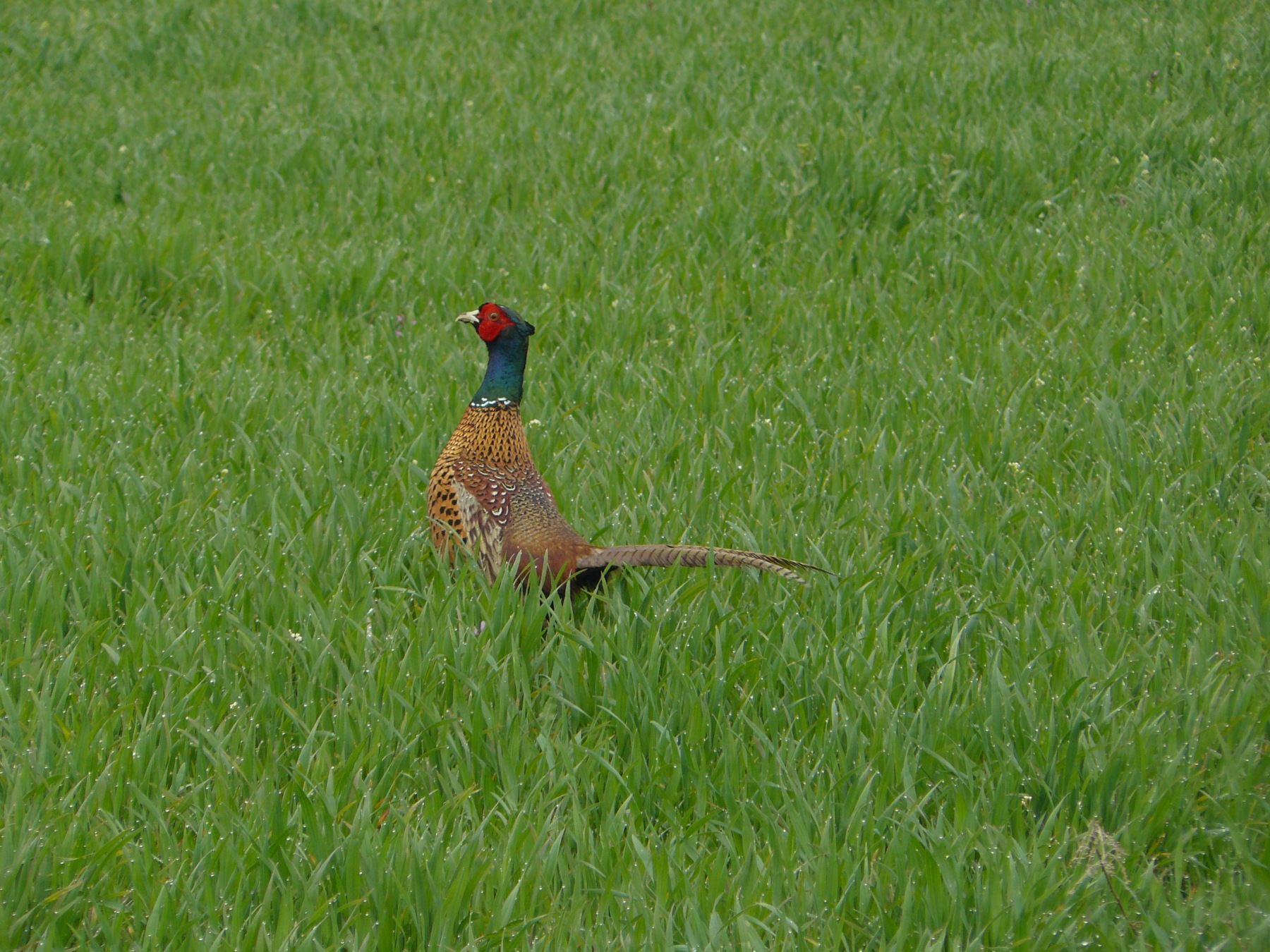 pheasant